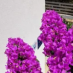 Apartamento Jolic